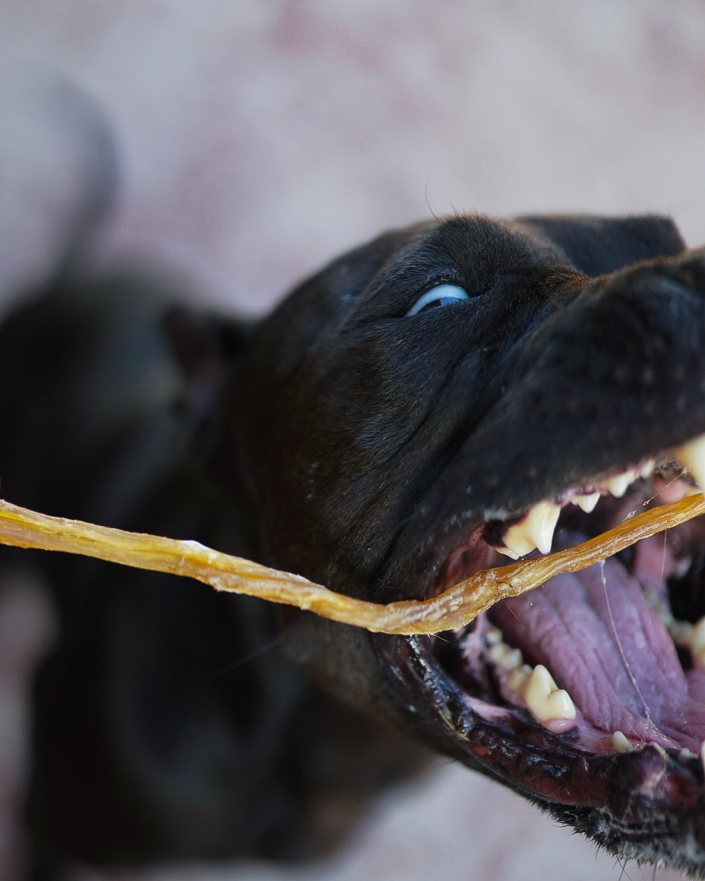 Dehydrated Grass-Fed Beef Tendon Sticks | 4 oz