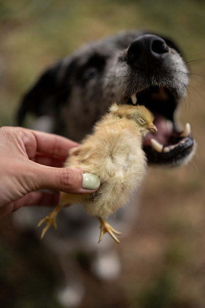 Freeze-Dried Chicken Hatchlings | 2-Count
