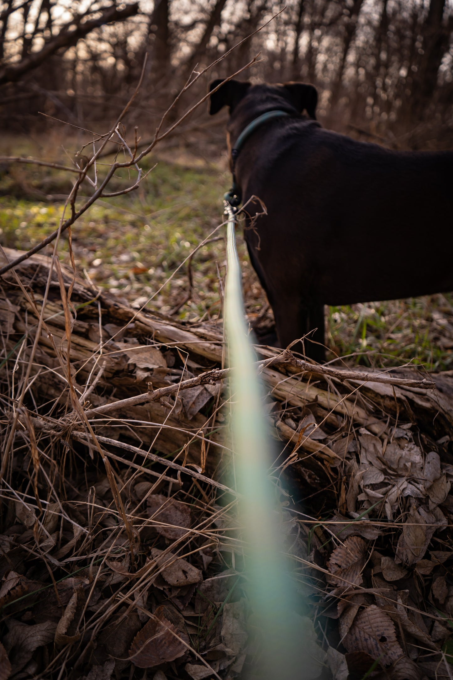 Rope Slip Collar - Evergreen Fern 10mm