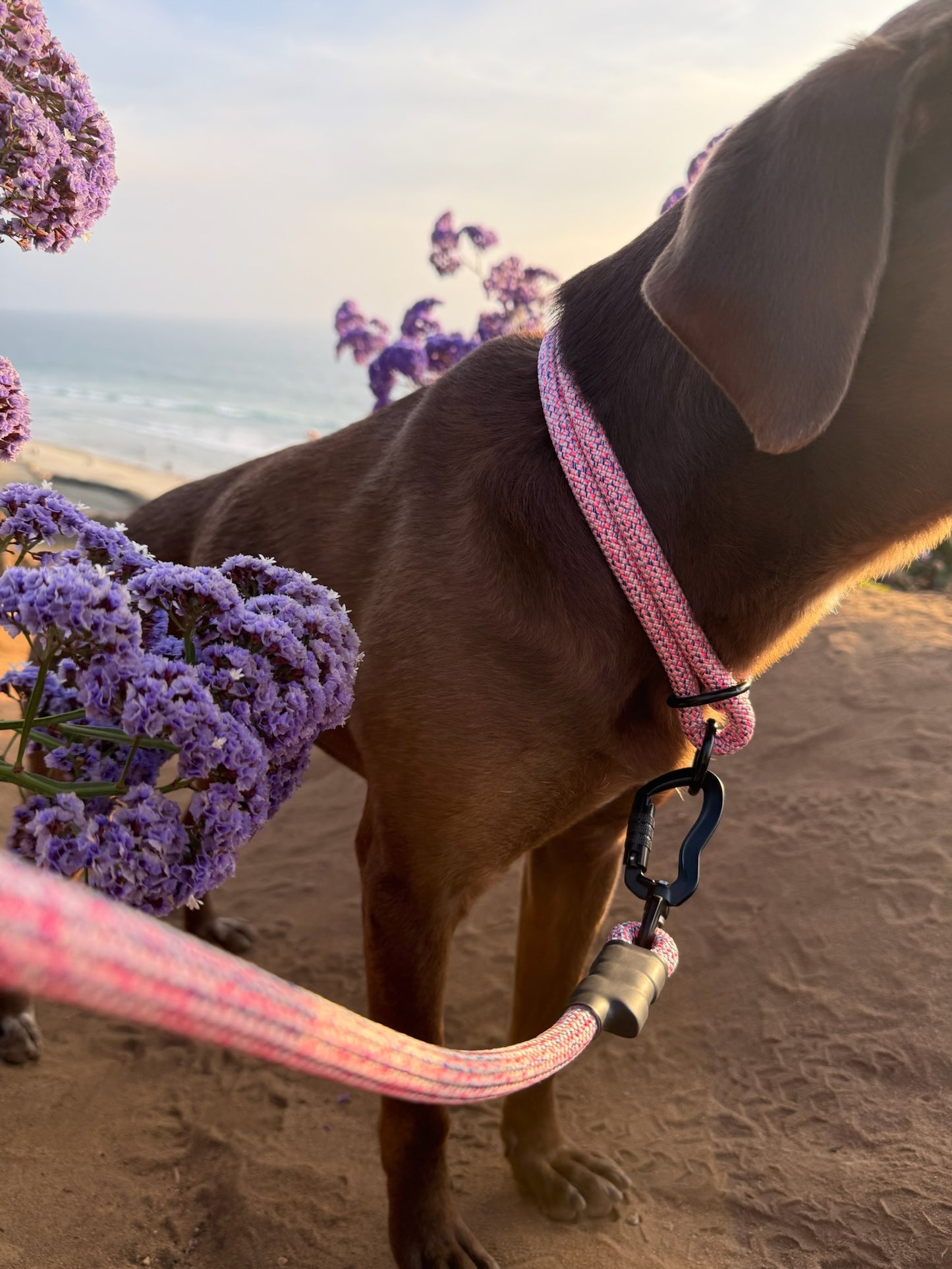 Rope Slip Collar - Wild Aster 10mm