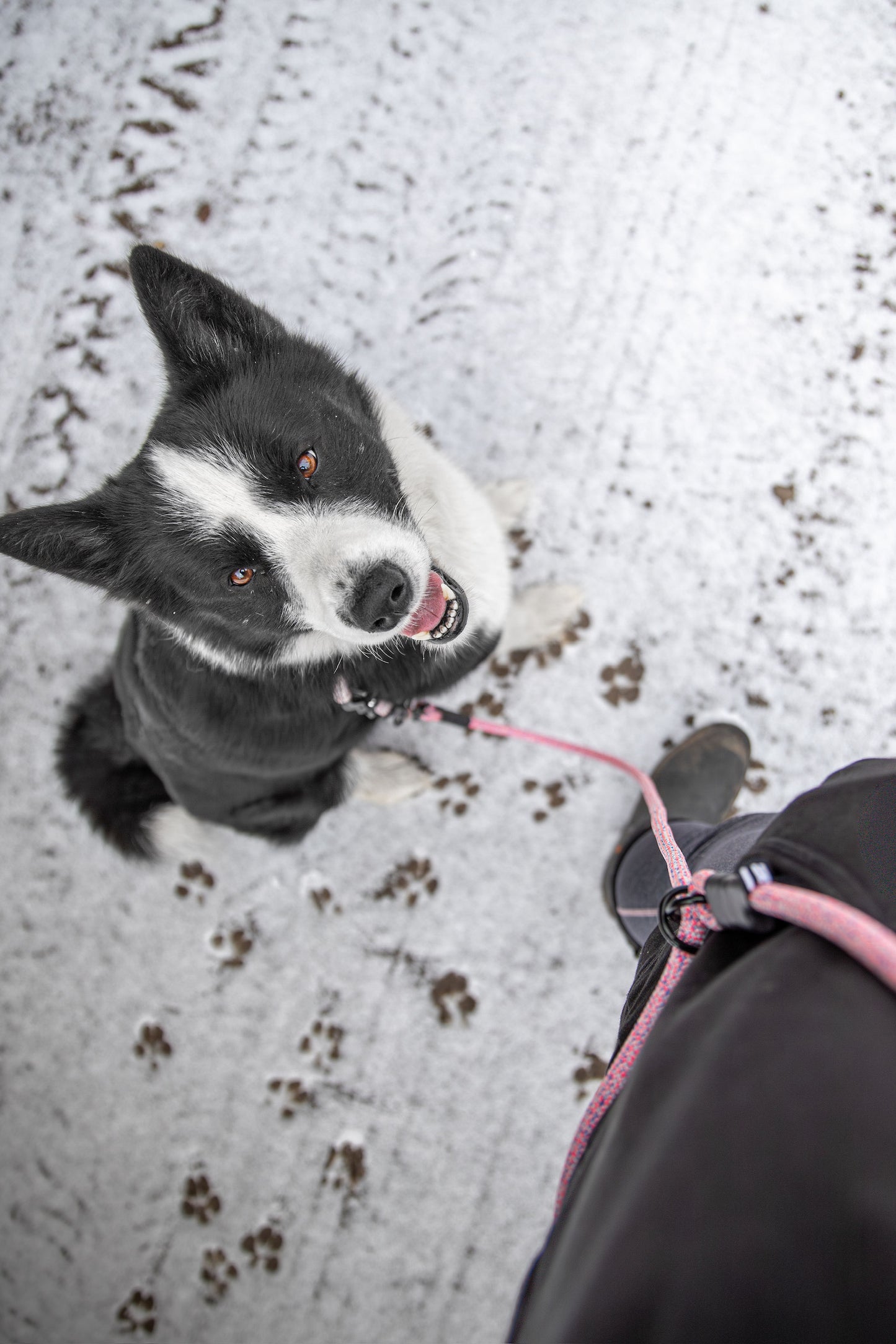 Adjustable Hands-Free Leash - 9 + 10mm