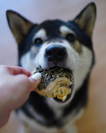 Freeze-Dried Grass-Fed Beef Green Tripe Chunks | 3 oz