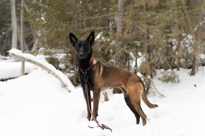 Rope Slip Collar - Ember Frost 8mm