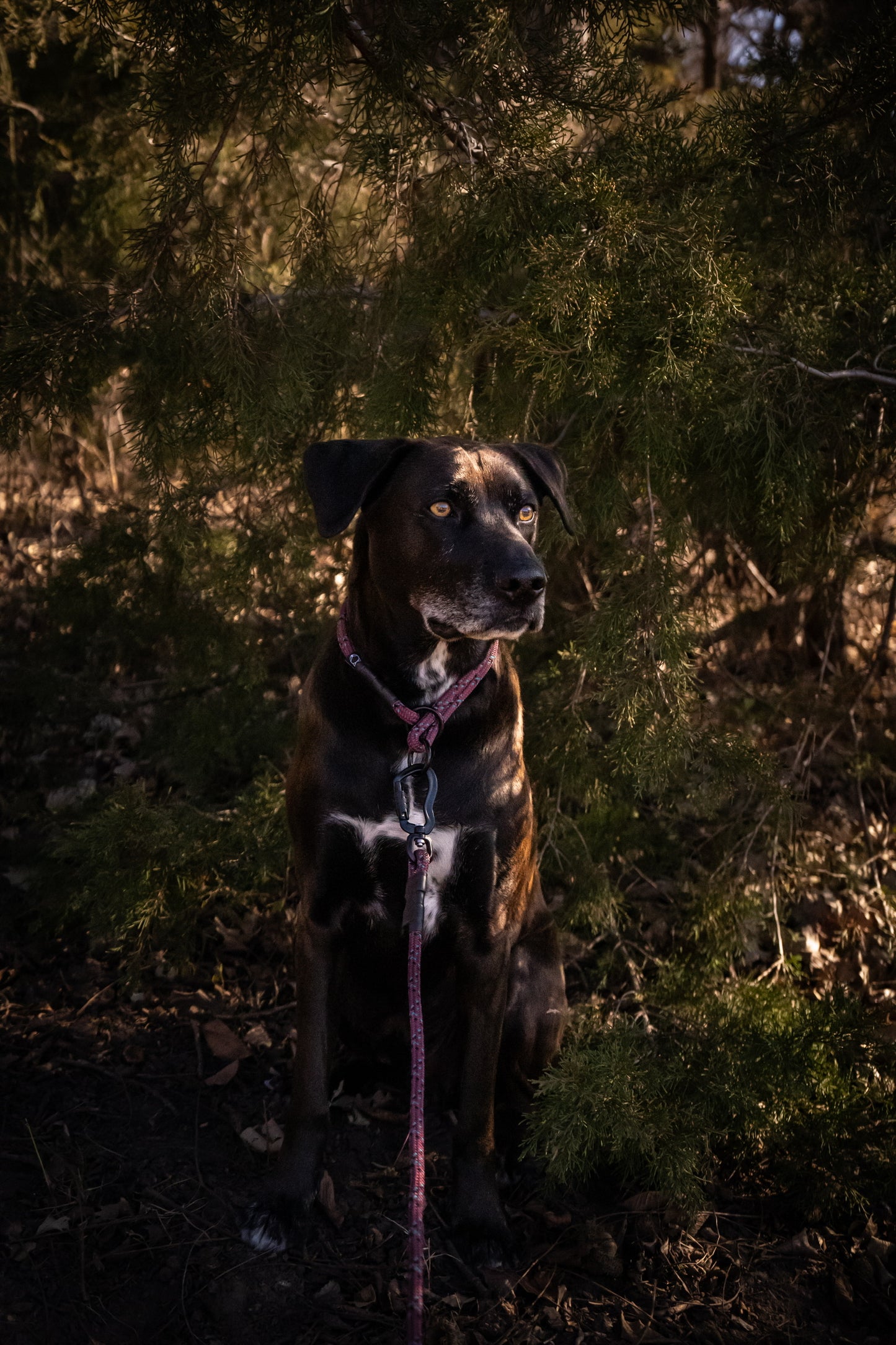 Ekko Leash - 7 + 8mm