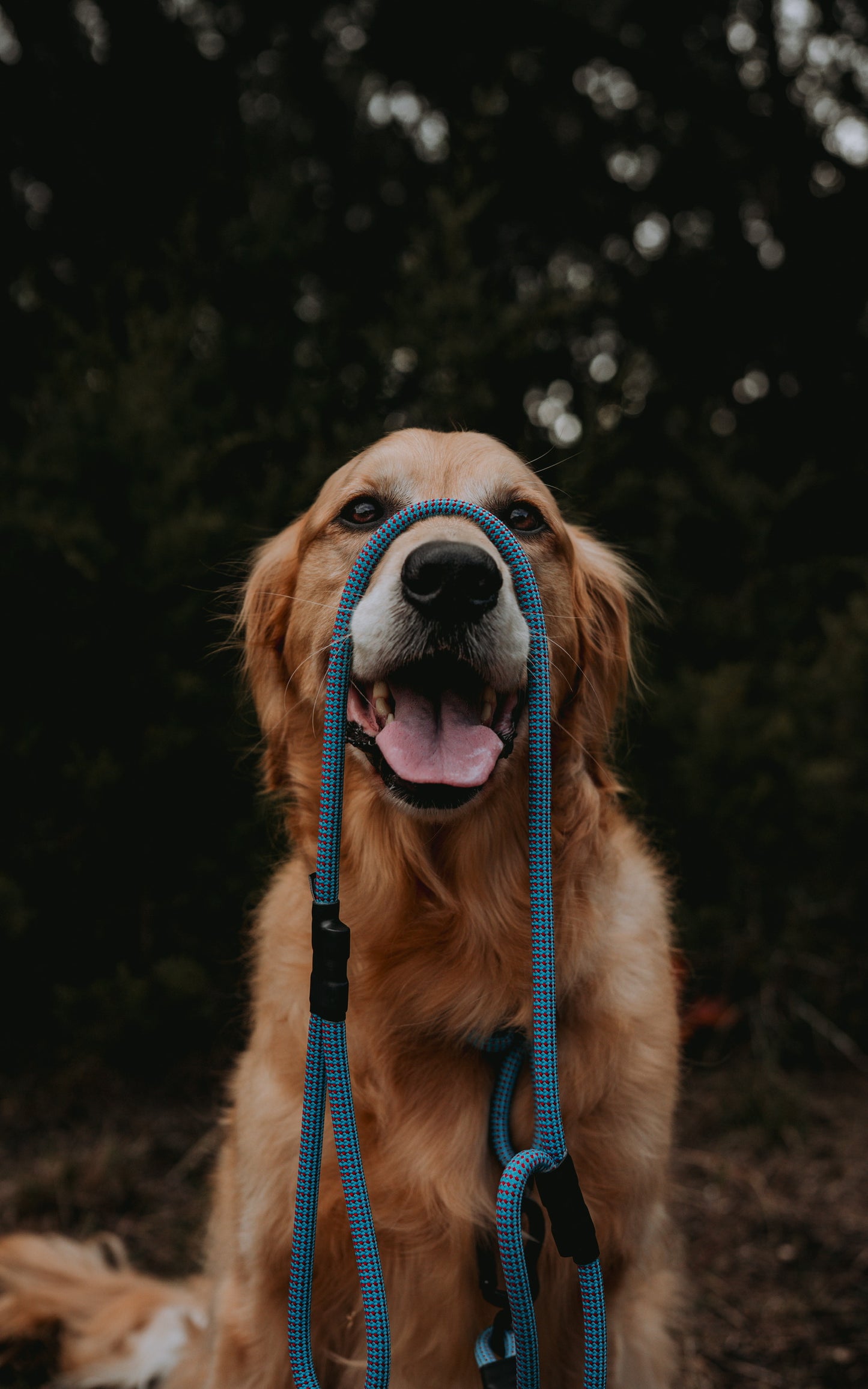 Rope Slip Collar - Cerulean Polar 9mm