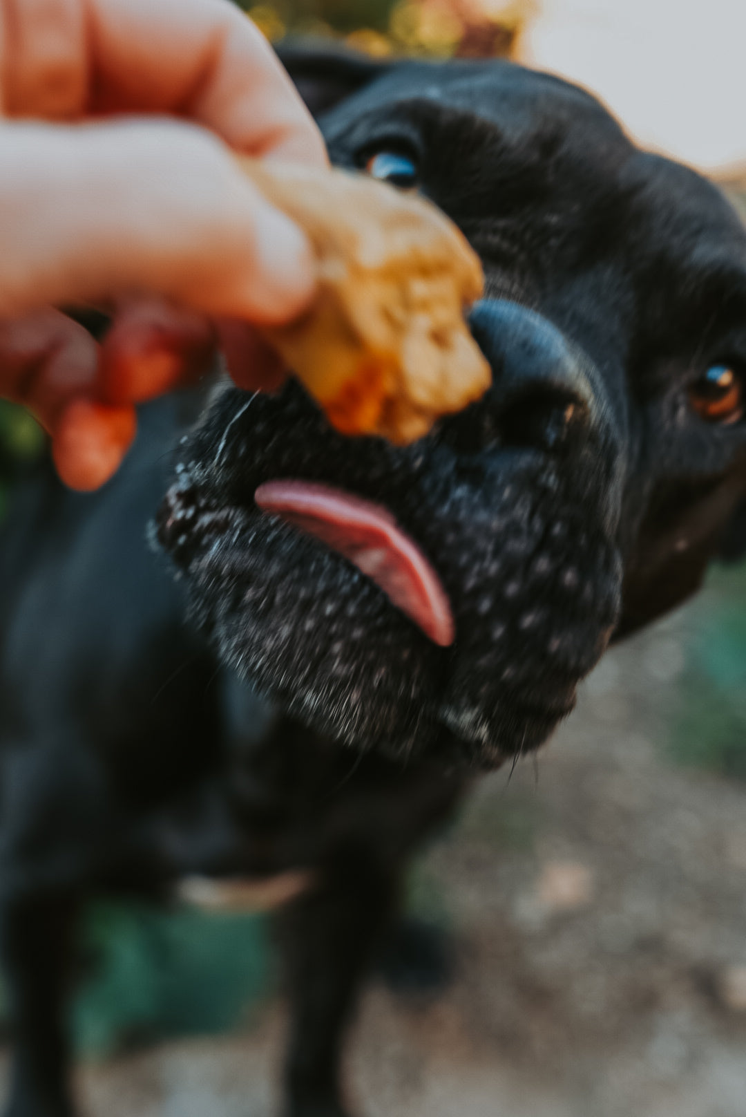 Freeze-Dried Chicken Heart