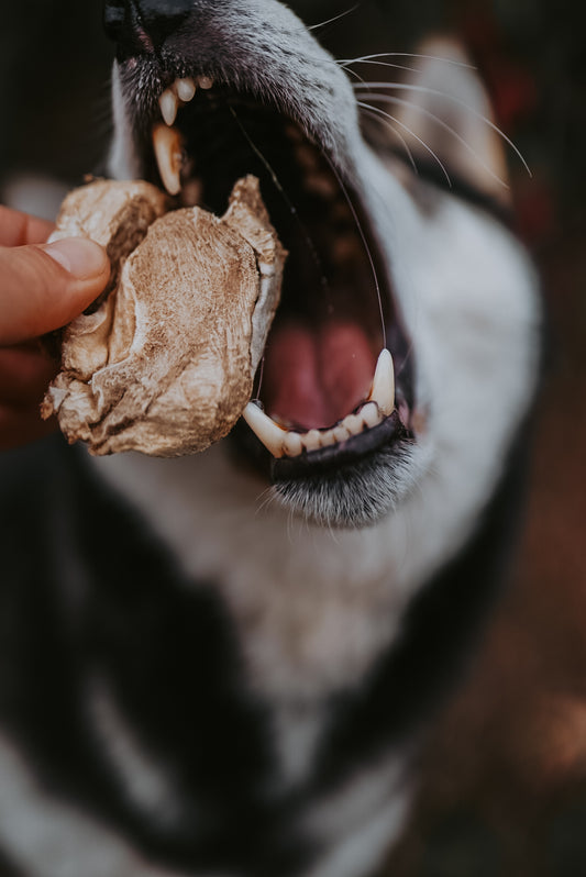 Freeze-Dried Turkey Gizzard