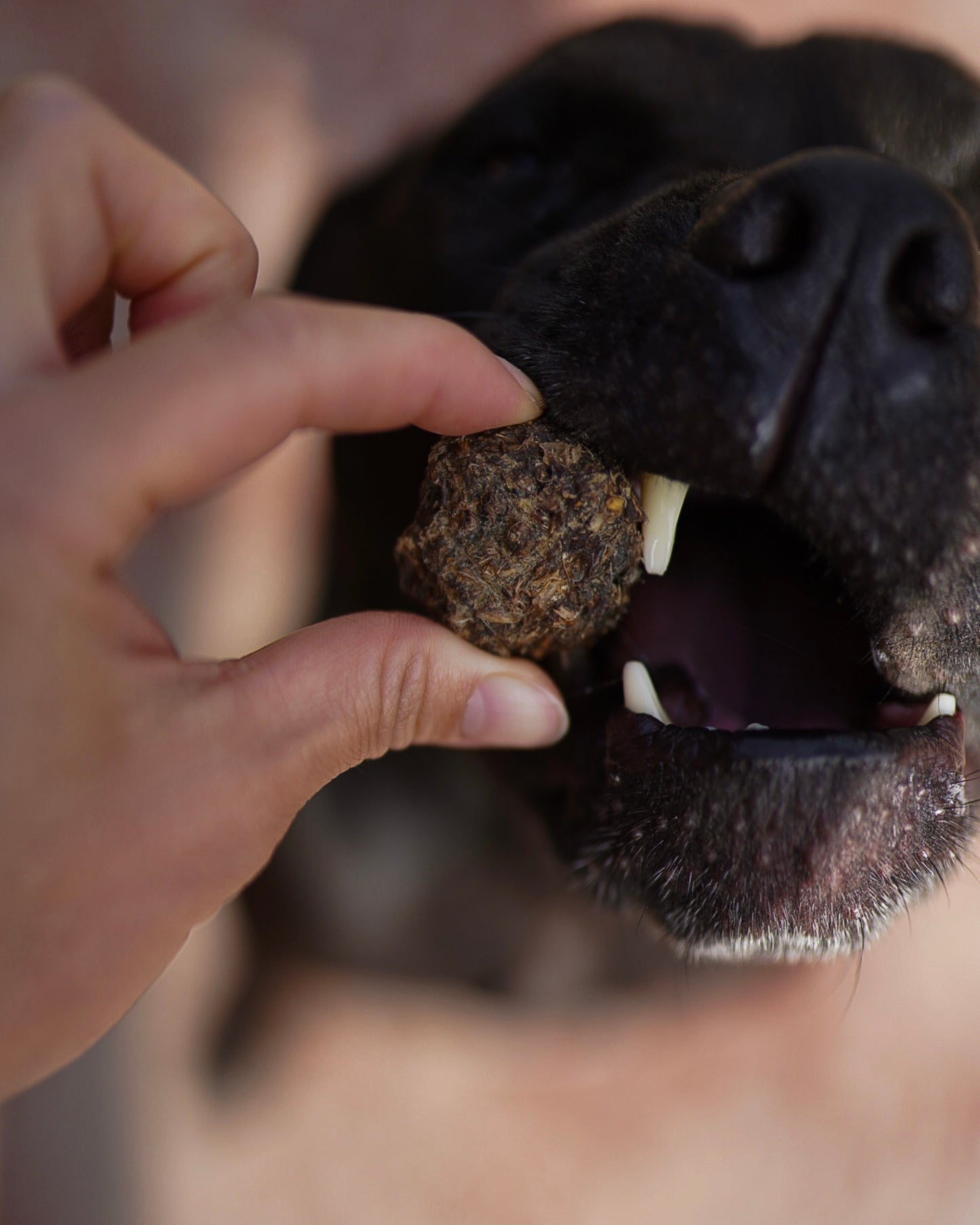 Dehydrated Whole Prey Quail Bites | 3 oz