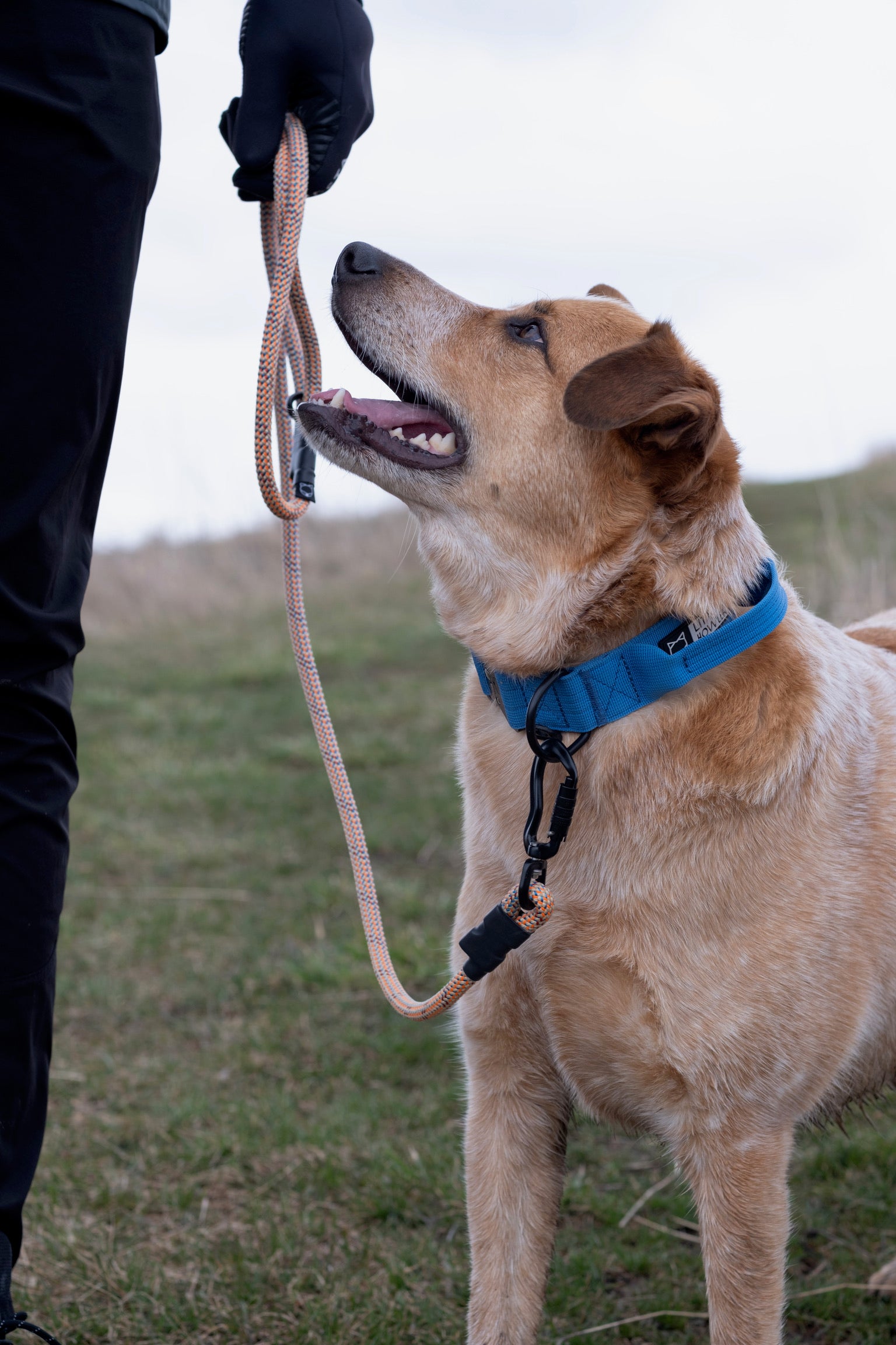 Ekko Leash - 9 + 10mm – Litto Howler
