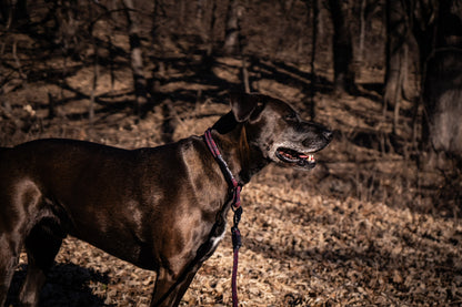 Rope Slip Collar - Ember Frost 8mm