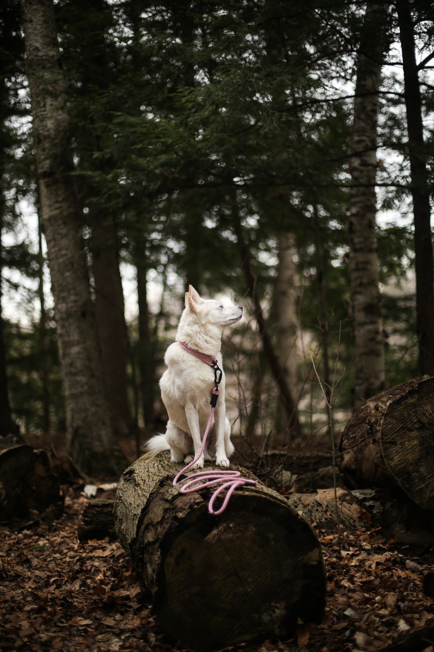 Ekko Leash - 9 + 10mm