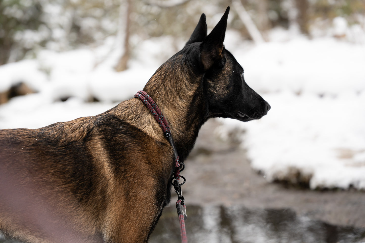 Rope Slip Collar - Ember Frost 8mm
