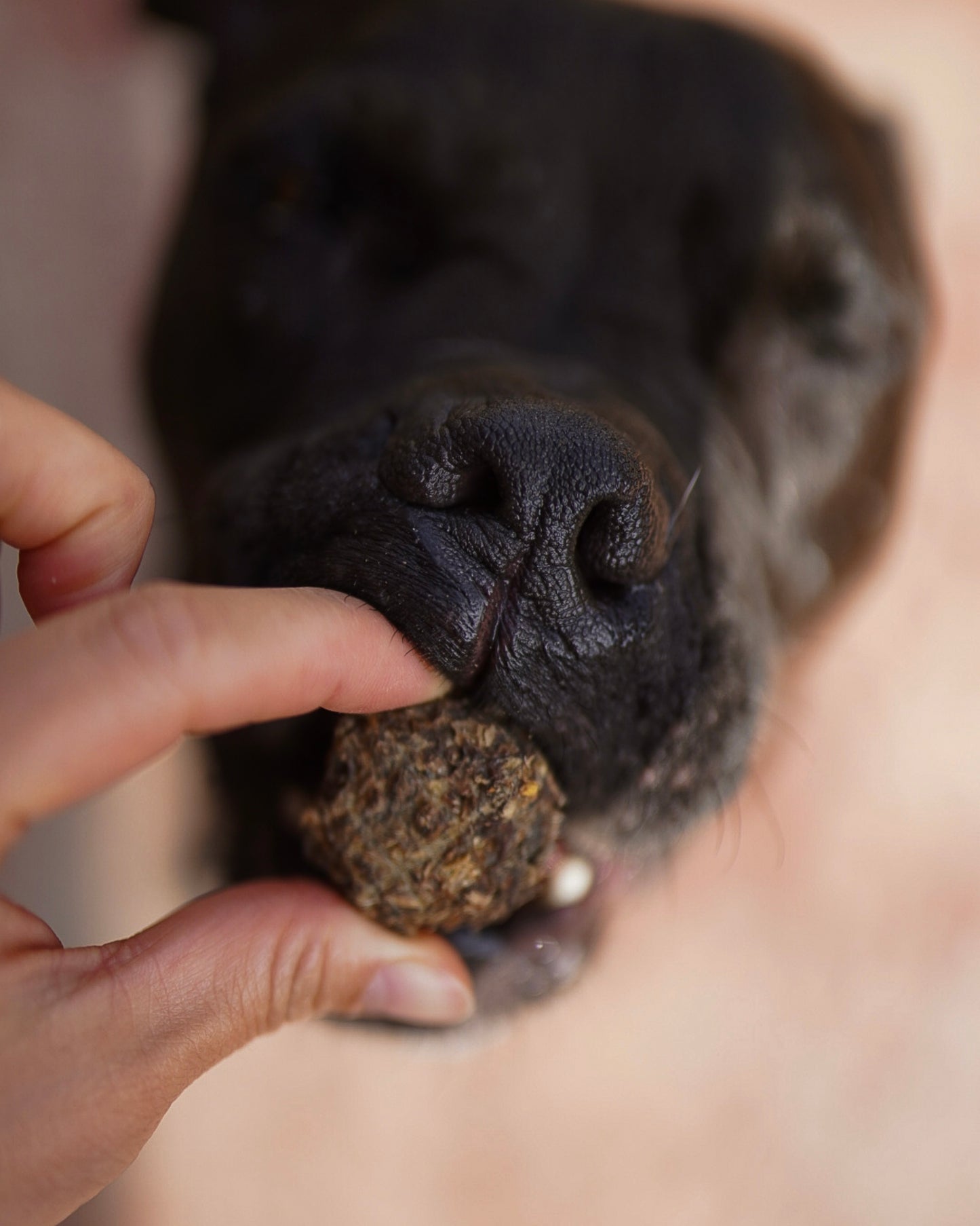 Dehydrated Whole Prey Quail Bites | 3 oz