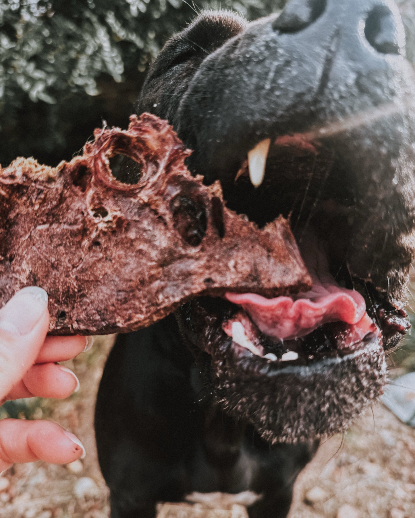 Dehydrated Bison Lung | 2 oz