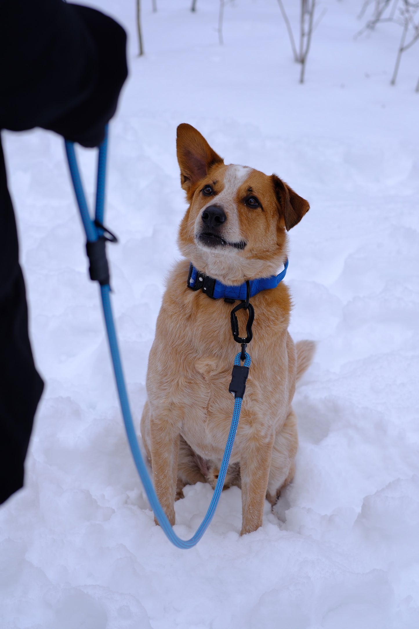 Ekko Leash - 9 + 10mm