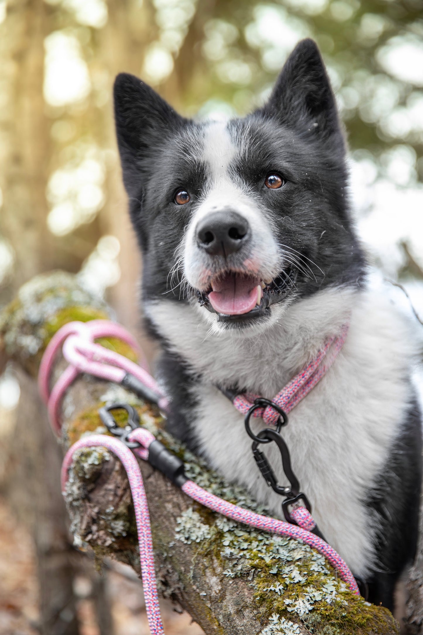 Rope Slip Collar - Wild Aster 10mm