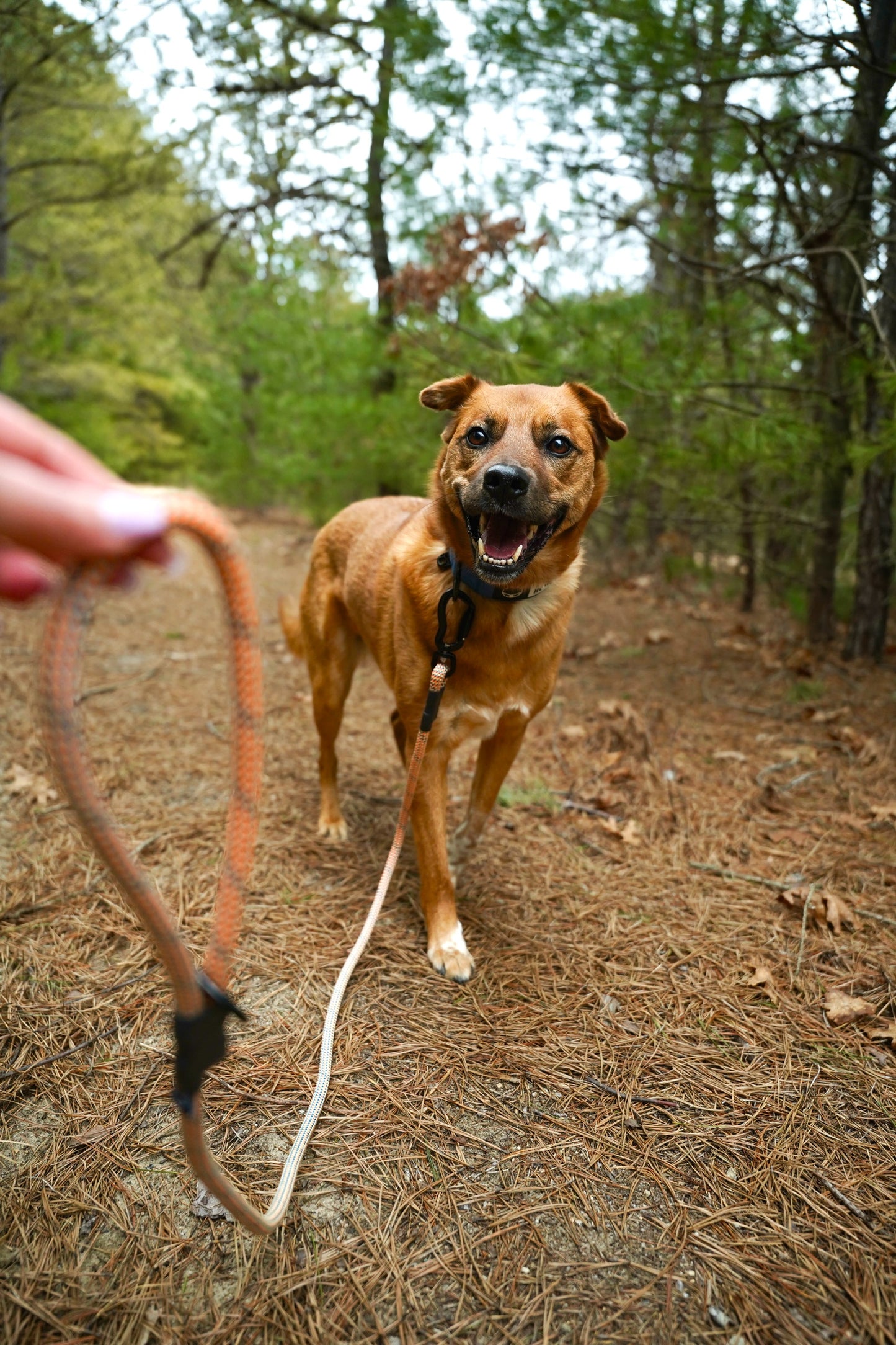 Ekko Leash - 9 + 10mm