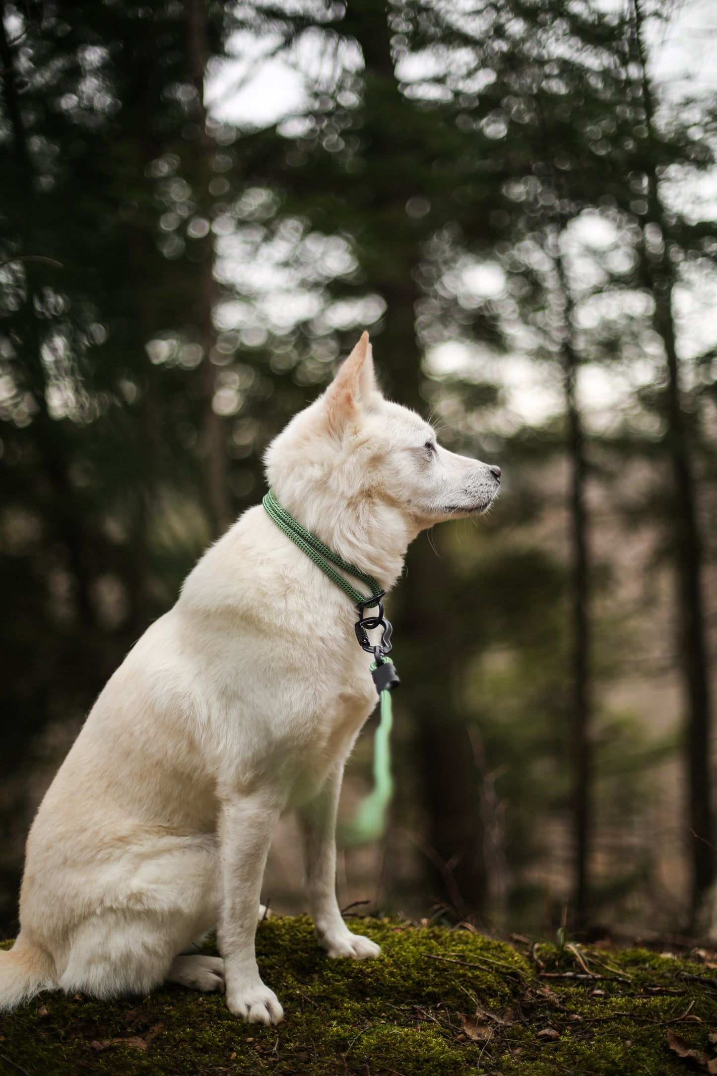 Rope Slip Collar - Sage Meadow 7mm