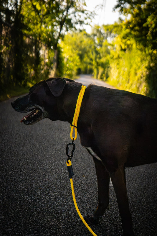Rope Slip Collar - Midnight Sun 9mm