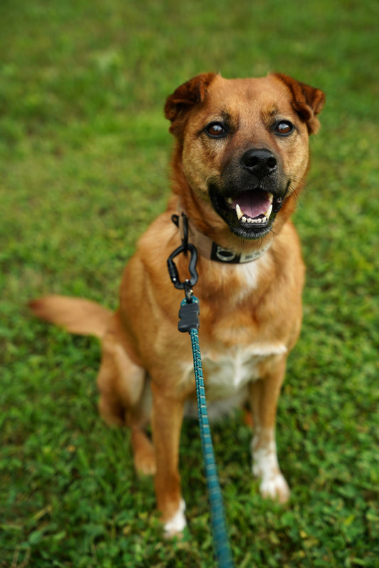 Ekko Leash - 7 + 8mm