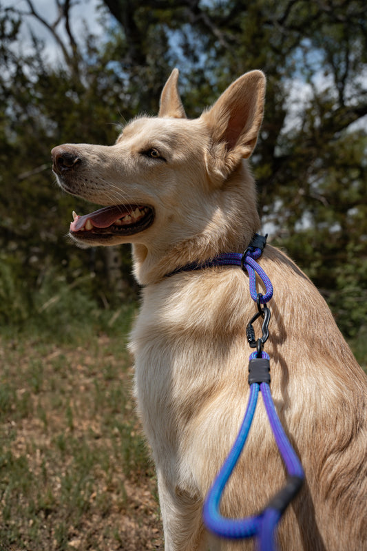 Rope Slip Collar - Cosmic Aurora 8mm