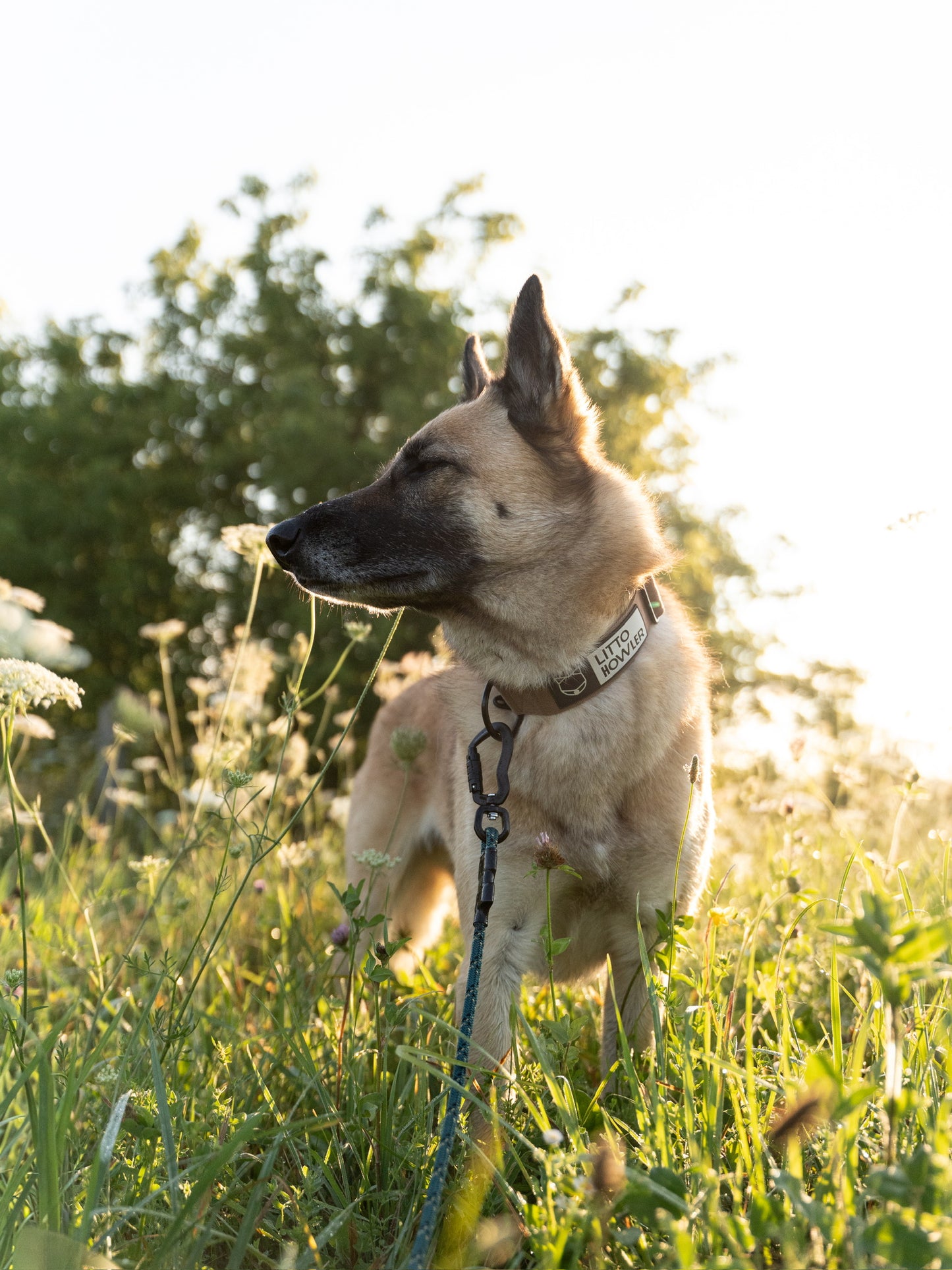 Adjustable Hands-Free Leash - 7+ 8mm