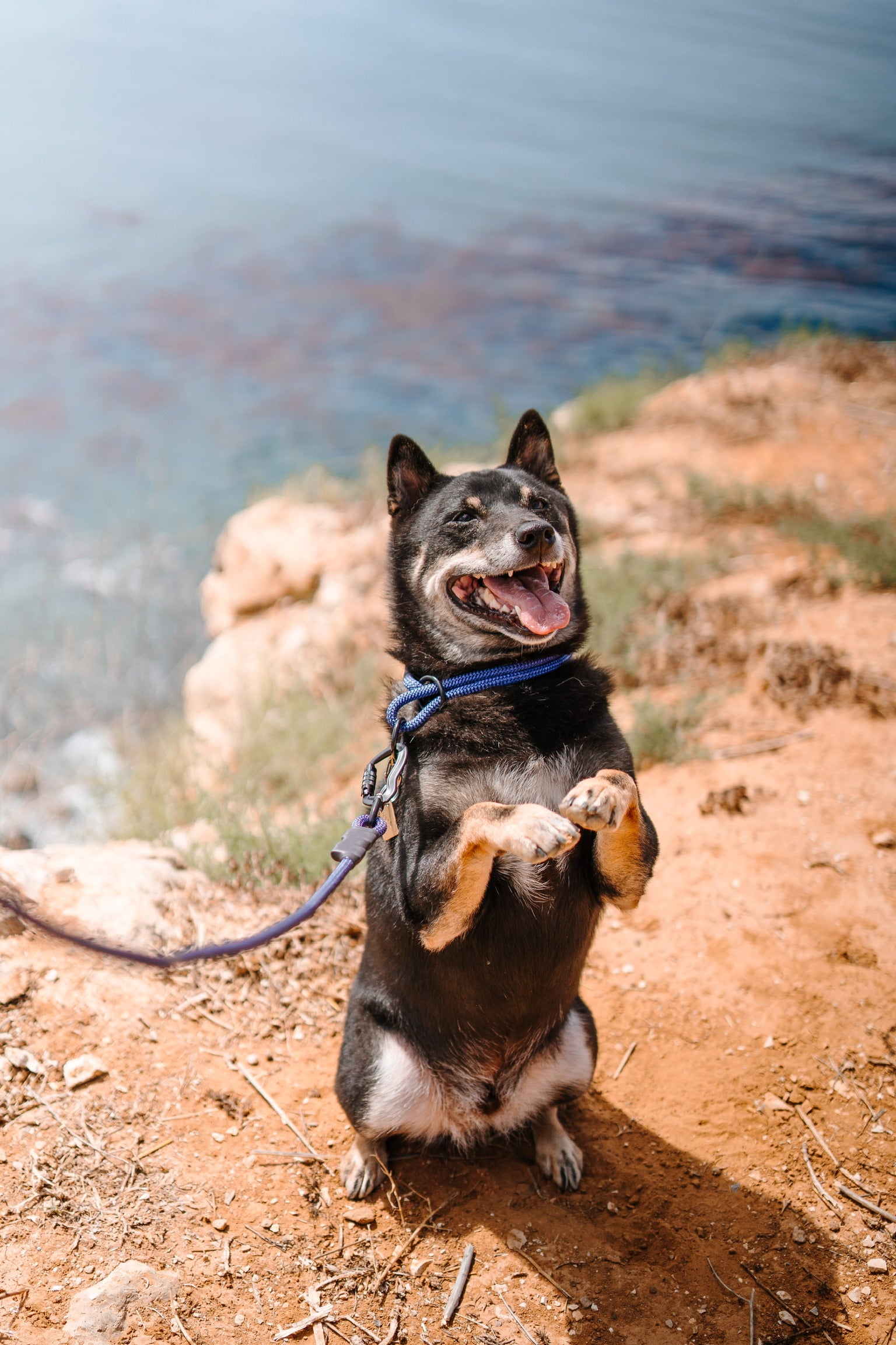 Indigo shop dog collar