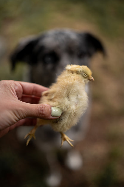 Freeze-Dried Chicken Hatchlings | 2-Count