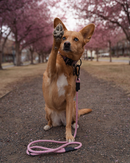 Ekko Leash - 9 + 10mm