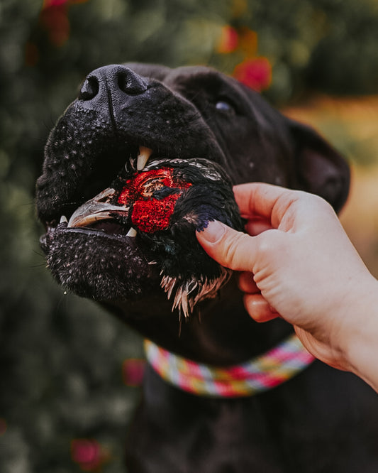 Freeze-Dried Rainbow Pheasant Heads
