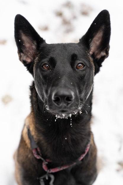 Rope Slip Collar - Ember Frost 8mm