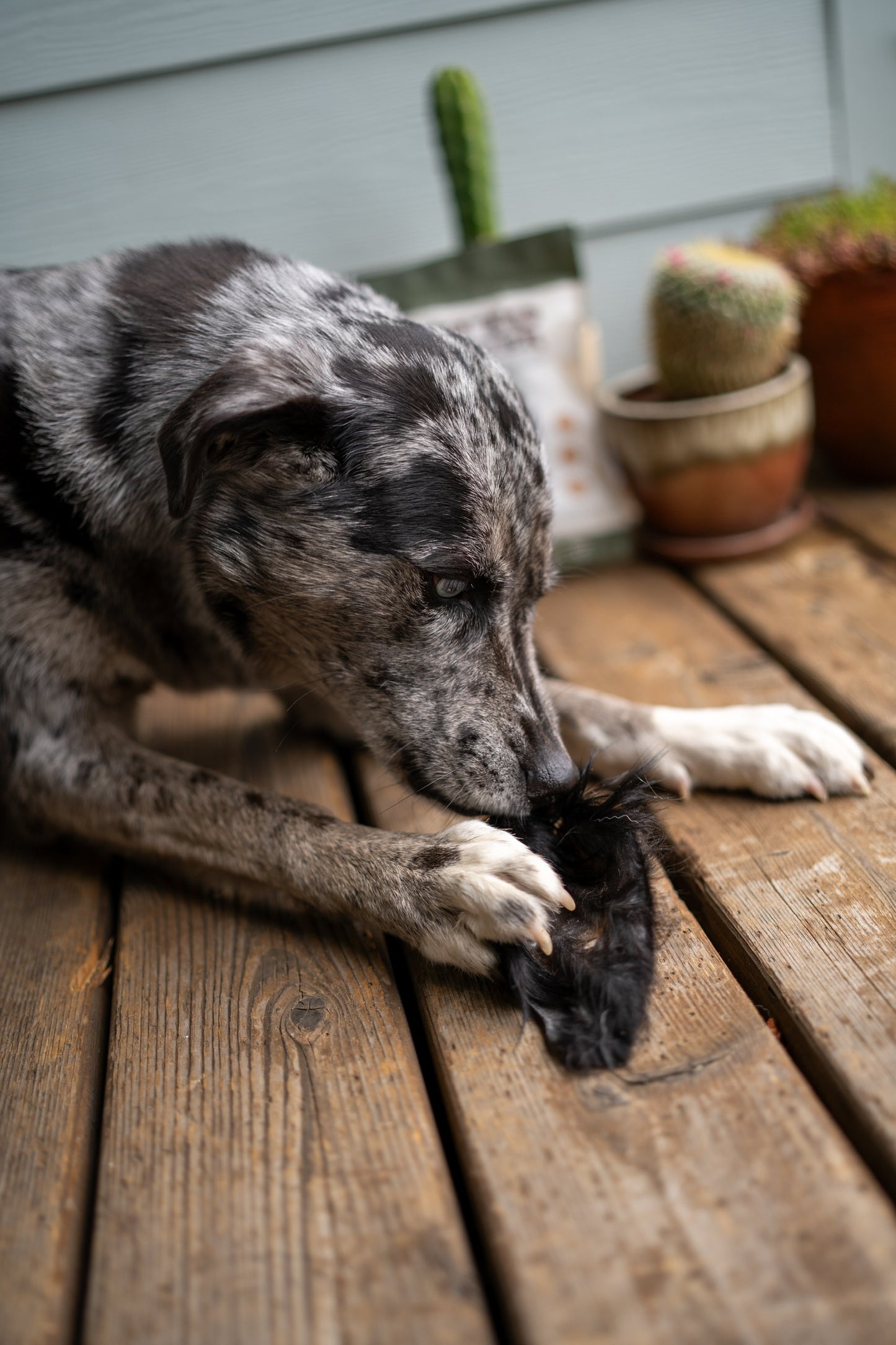 Dehydrated Grass-Fed Beef Ear Chew (Mini + Furry) | 2 Count