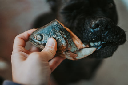 Freeze-Dried Trout Heads