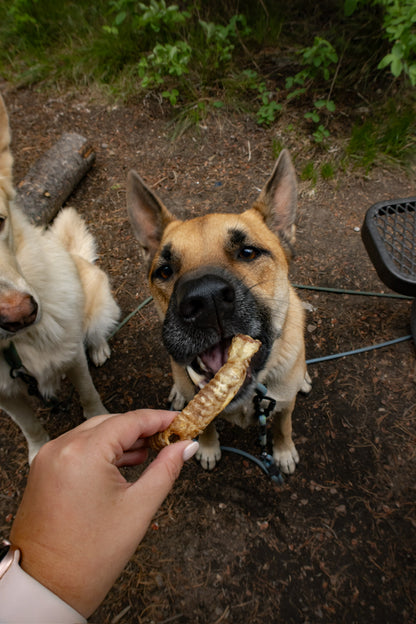 Dehydrated Lamb Trachea