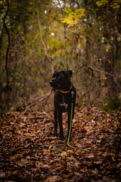 Ekko Leash - 9 + 10mm