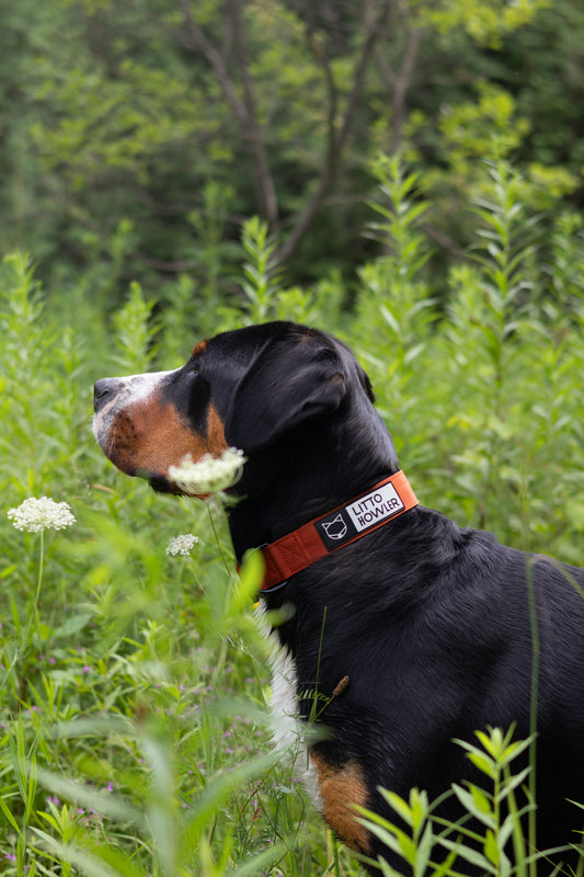 Howler Collar - 1.5 Inch