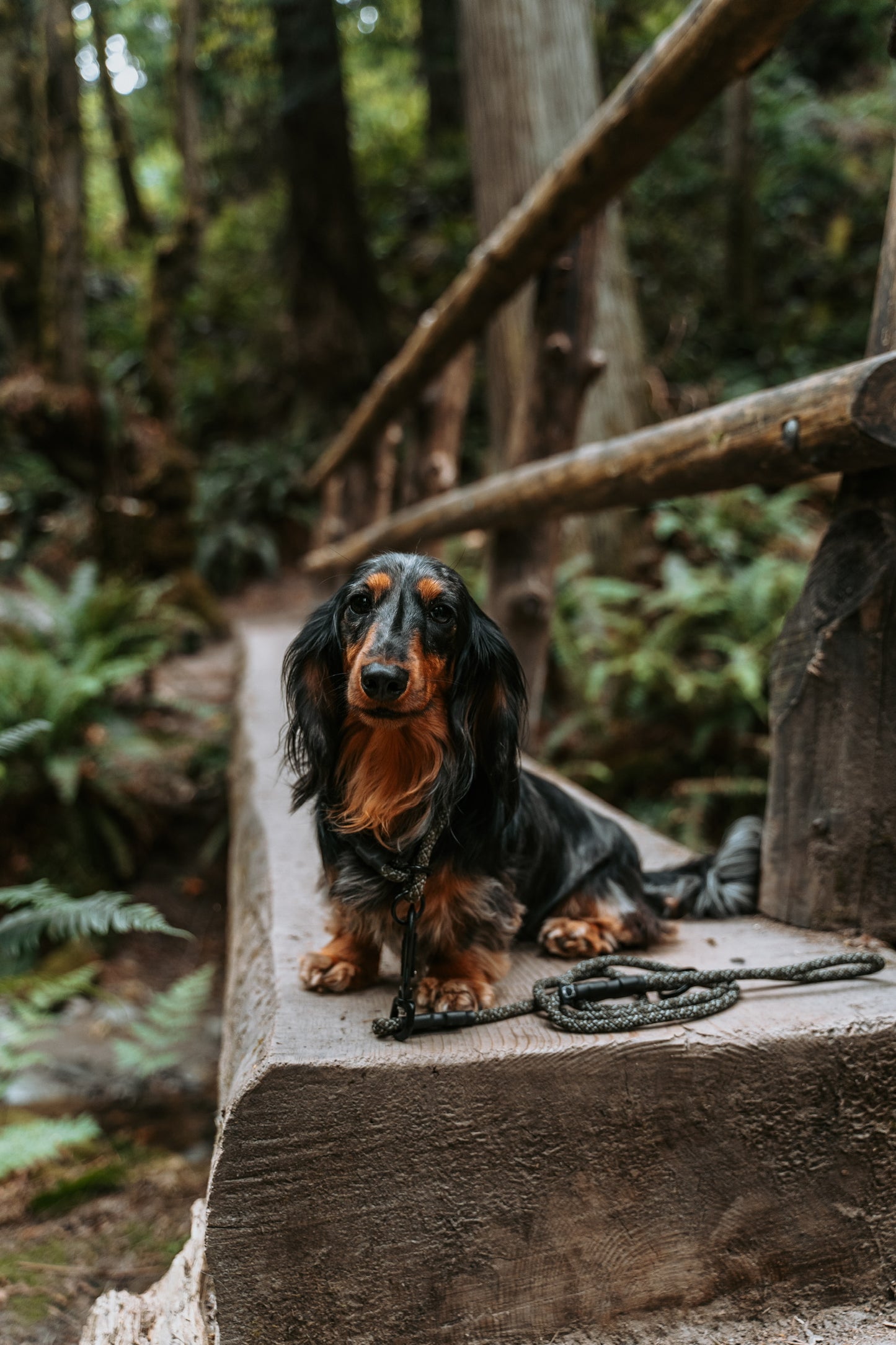 Rope Slip Collar - Agave 7mm