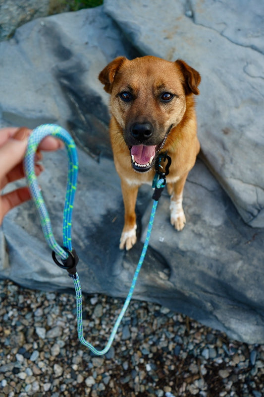 Ekko Leash - 9 + 10mm