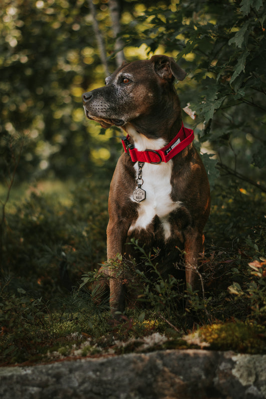 Howler Collar - 1.5 Inch Handle