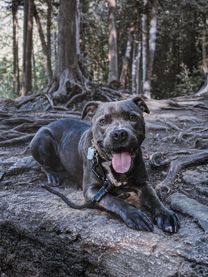 Peyto Drag Leash - 9 + 10mm