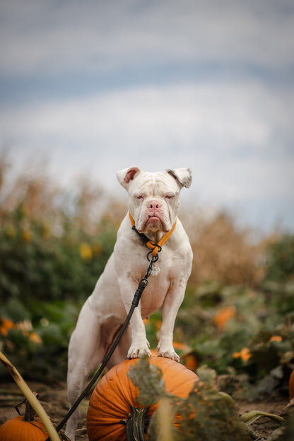 Ekko Leash - 9 + 10mm