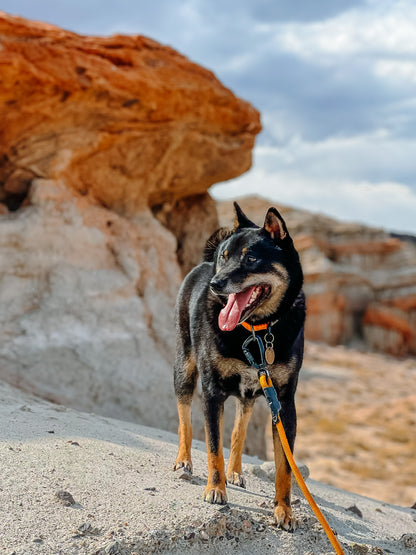 Ekko Leash - 9 + 10mm
