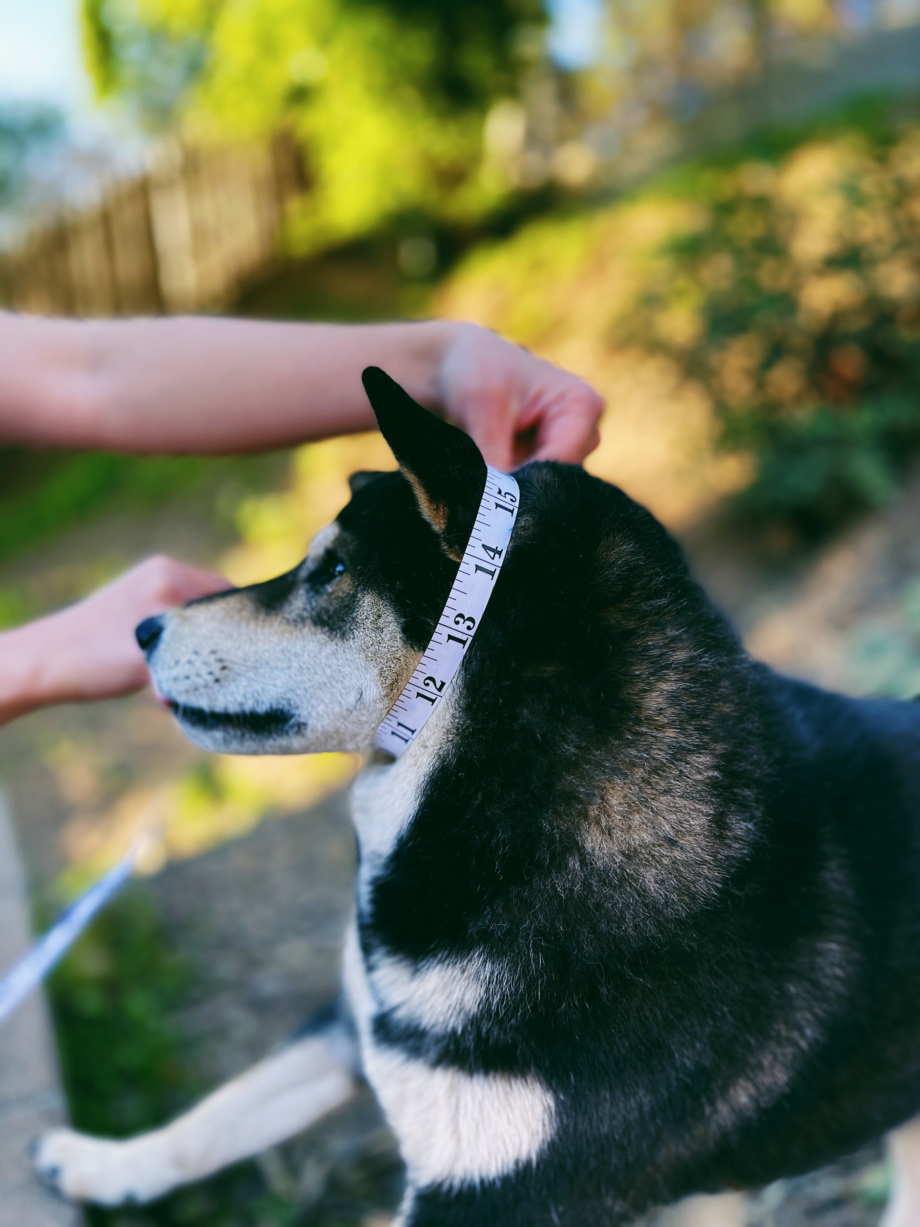 Black rope 2024 dog collar