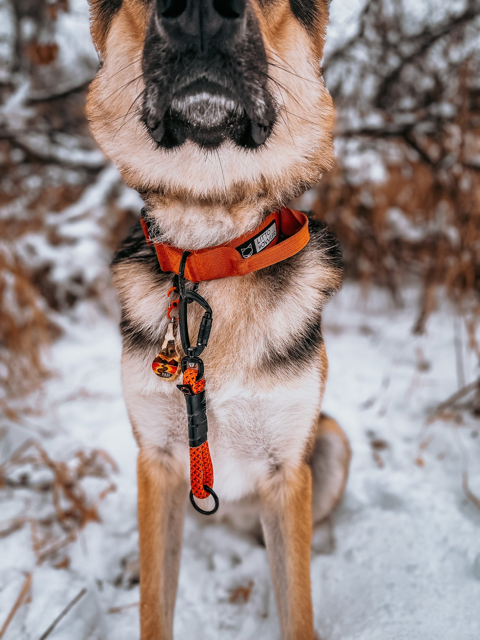 1.5 inch dog clearance collar with handle